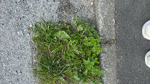A gulley overgrown with grass